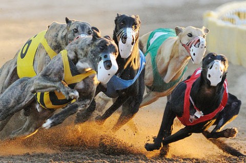 Racing Greyhound photo by Rick Pascale. © All rights reserved.