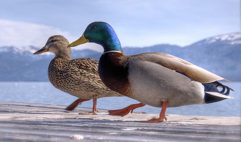 ducks