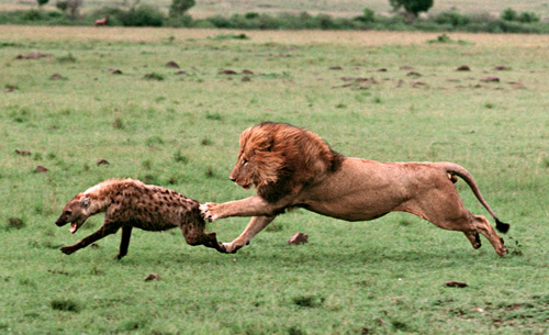 lion chases a hyena